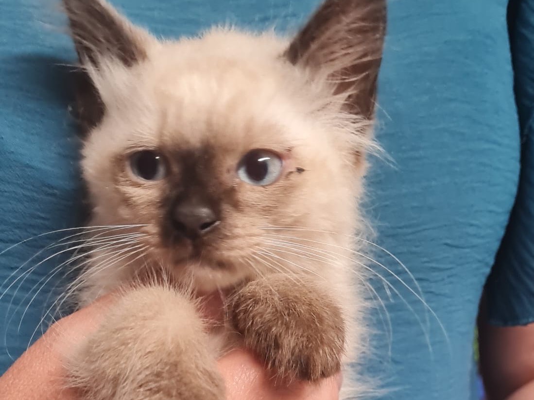 Adotta un gatto, maschio, 2 mesi, Trento