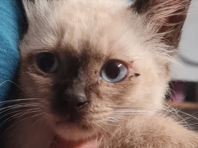 Adotta un gatto, taglia non valida, maschio, Trento