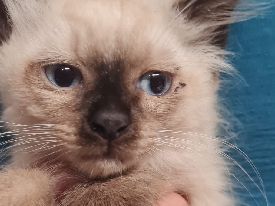 Vuoi adottare un gatto a Trento?