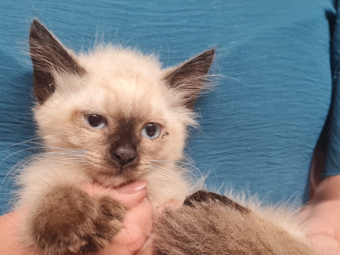 Adotta il gatto Mochi a Trento