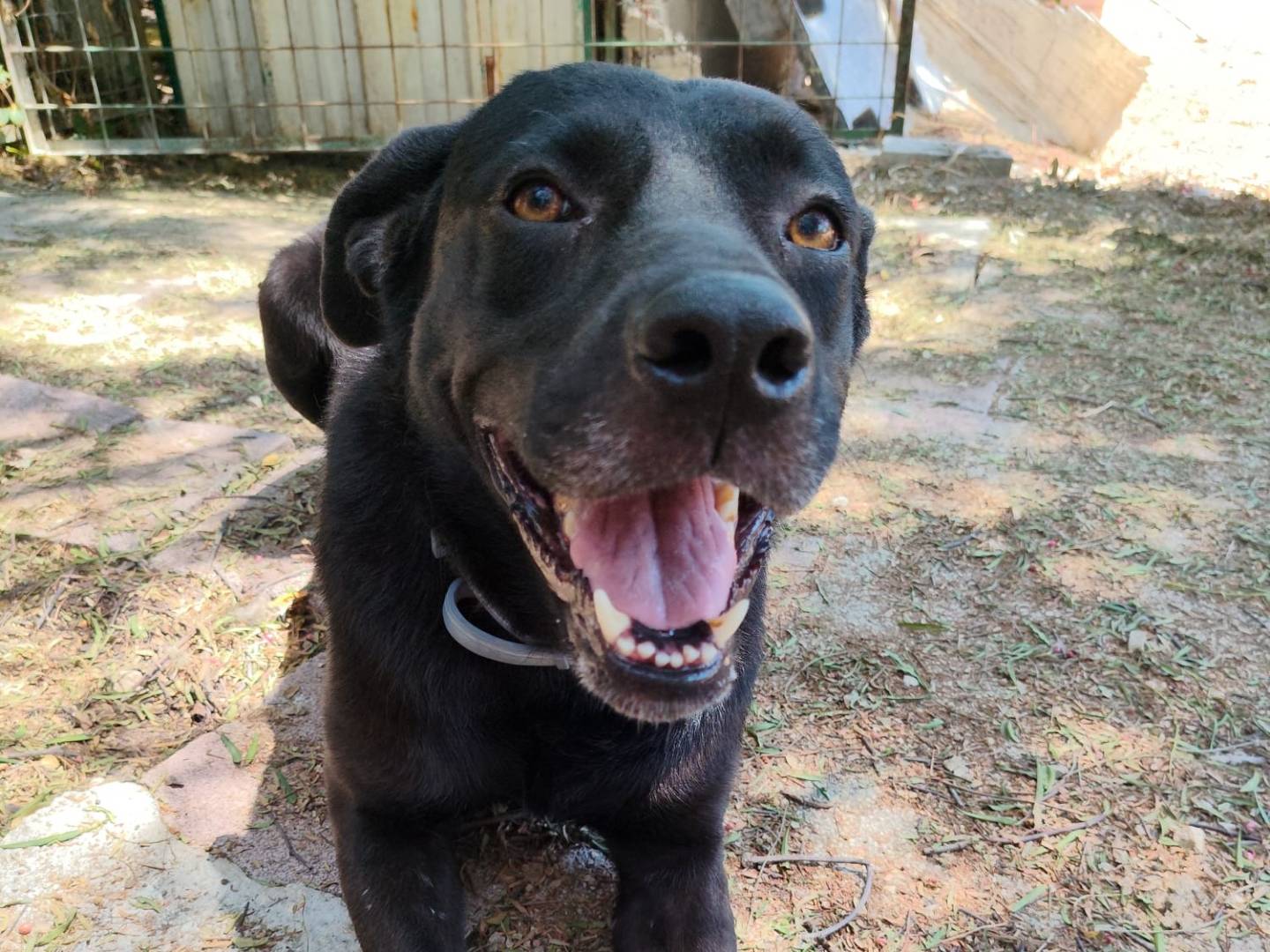 Adozione cane, maschio, Labrador Retriever Razza sconosciuta, 6 anni e 5 mesi, taglia media, Barletta
