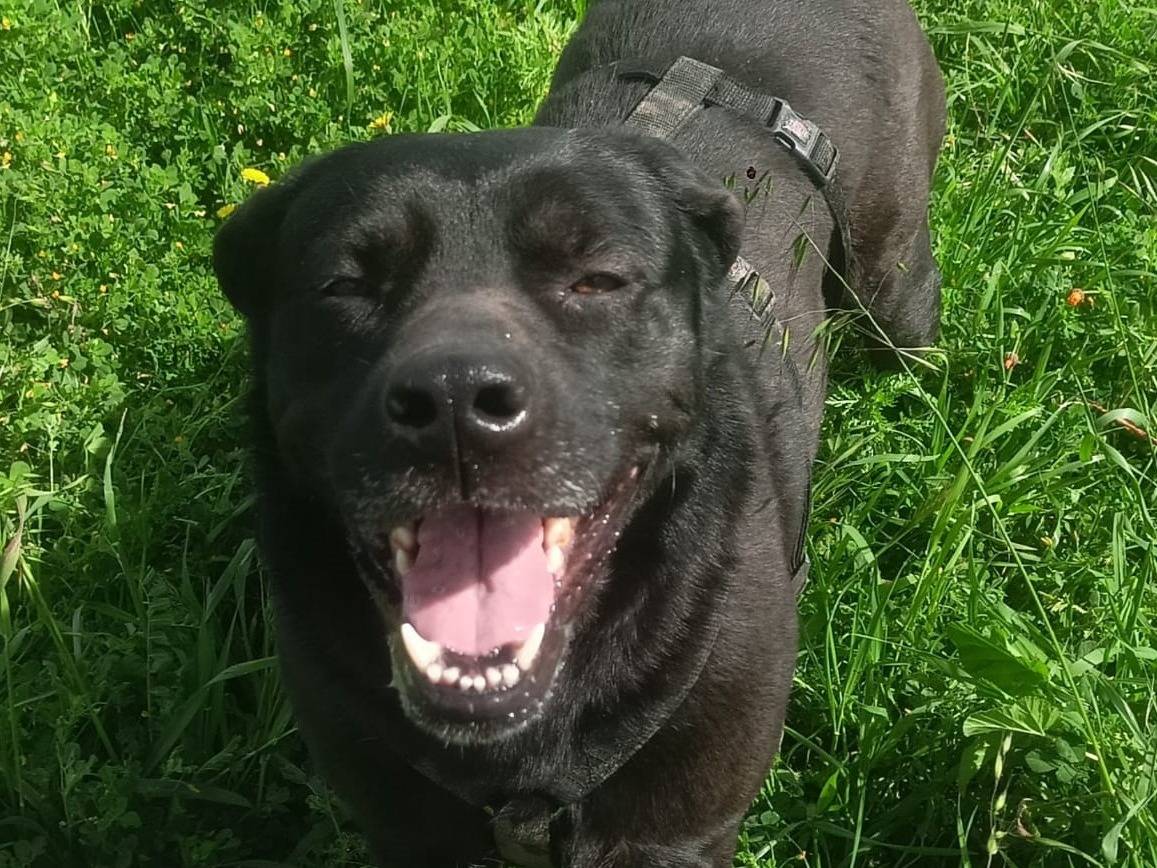 Adotta un cane, maschio, 6 anni e 5 mesi, Barletta