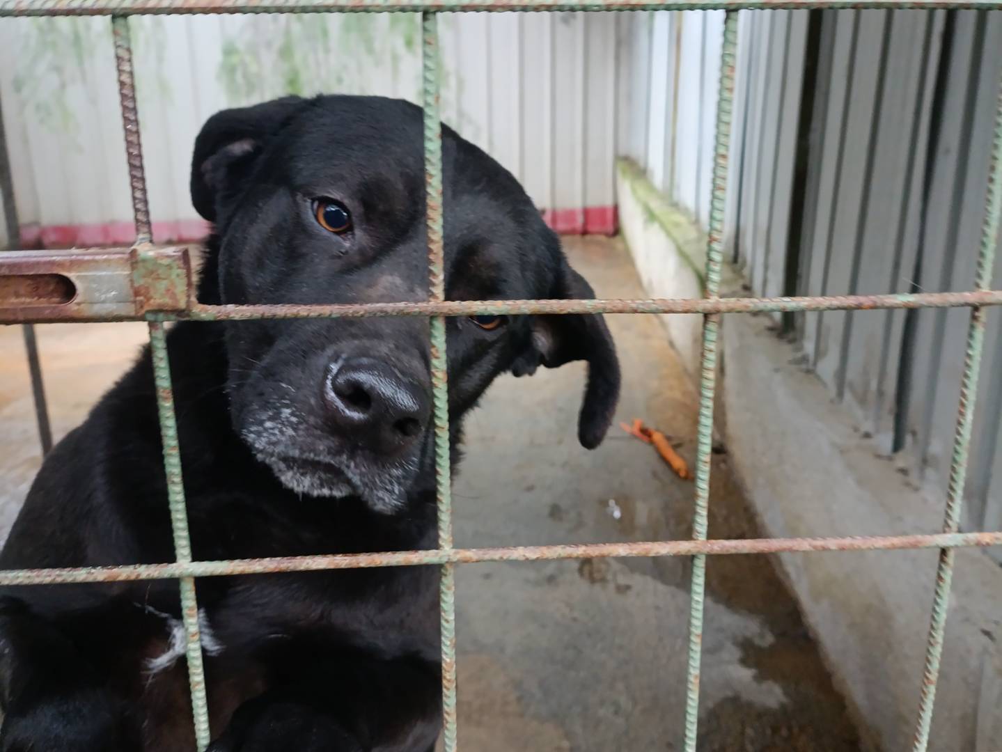 Adotta un cane, taglia media, maschio, Barletta