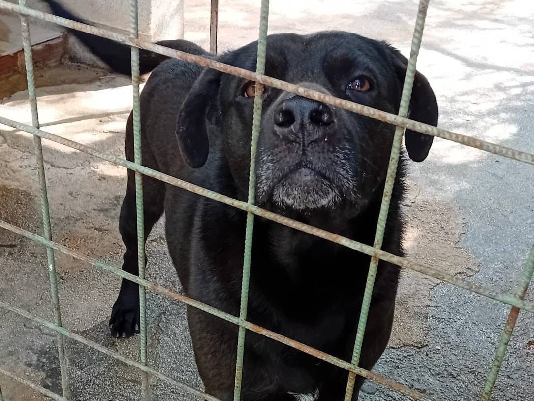 Vuoi adottare un cane a Barletta?
