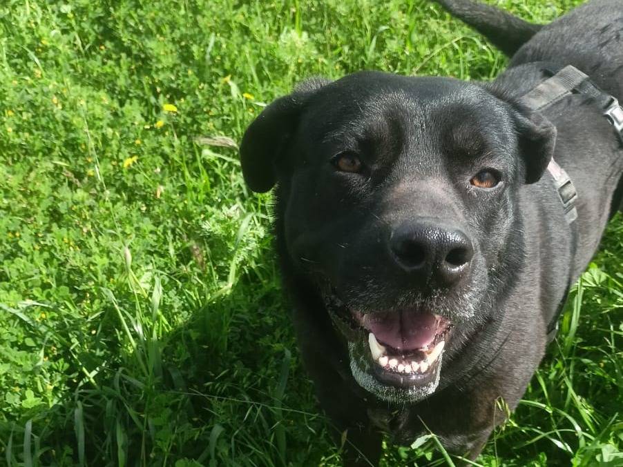 Adotta il cane DARKO a Barletta