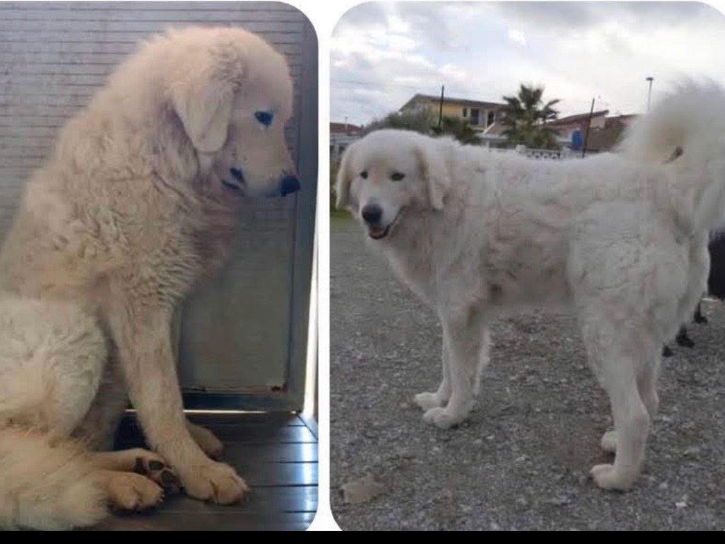Adozione cane, femmina, Pastore maremmano Razza sconosciuta, 3 anni, taglia grande, Cosenza