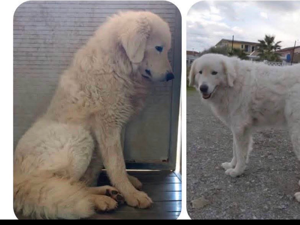 Adotta un cane, femmina, 3 anni, Cosenza