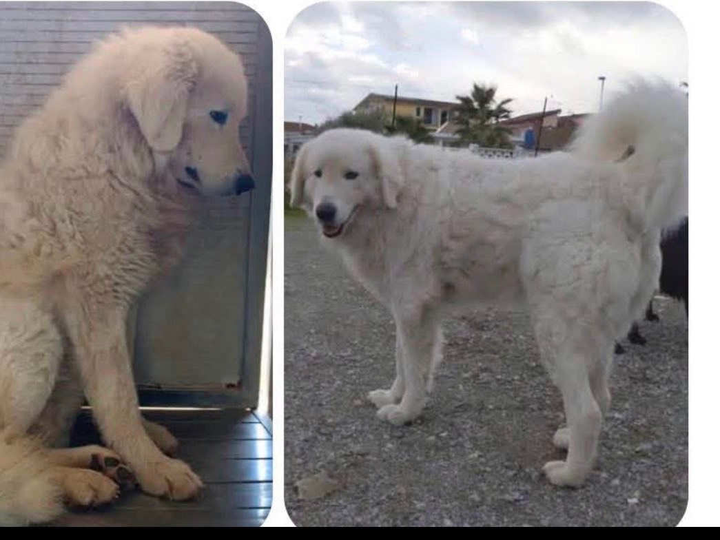 Adotta un cane, taglia grande, femmina, Cosenza