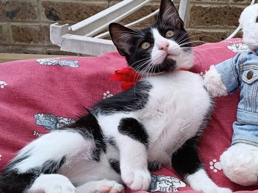 Adozione gatto, maschio, Razza sconosciuta Razza sconosciuta, 3 mesi, taglia non valida, Rimini
