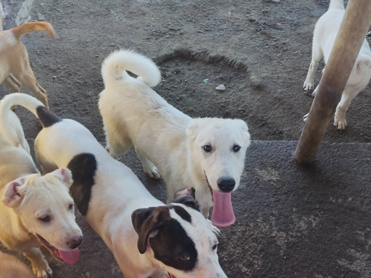 Adozione cane, maschio, Razza sconosciuta Razza sconosciuta, 5 mesi, taglia media, Viterbo