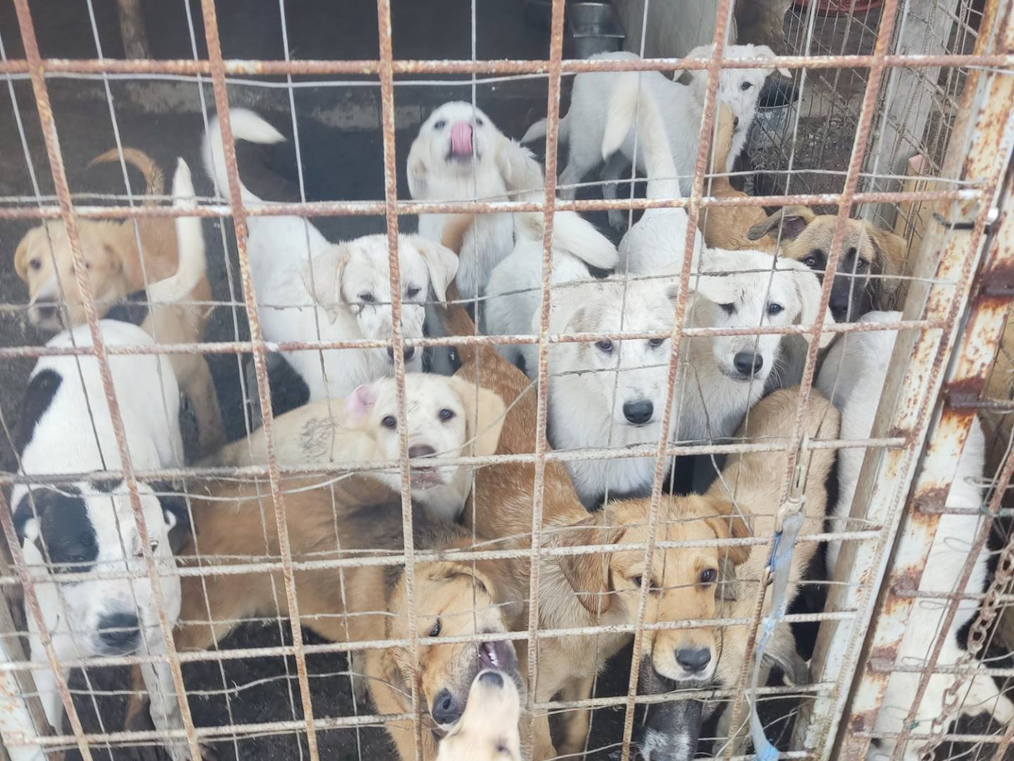 Adotta un cane, maschio, 5 mesi, Viterbo