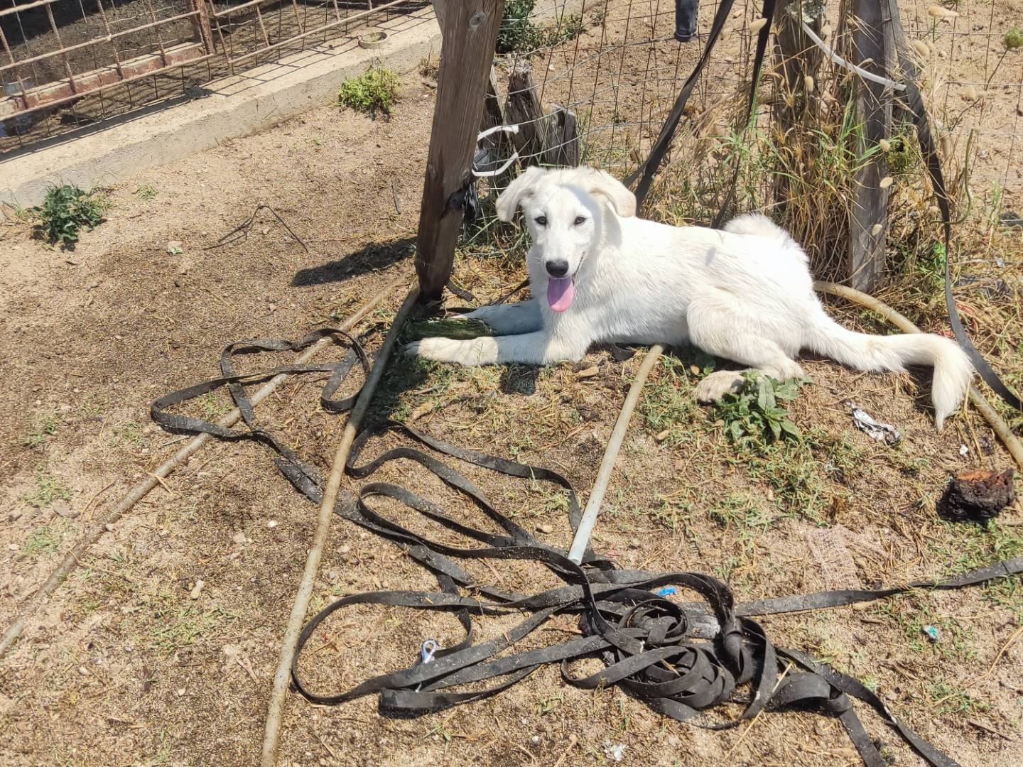 Adotta un cane, taglia media, maschio, Viterbo