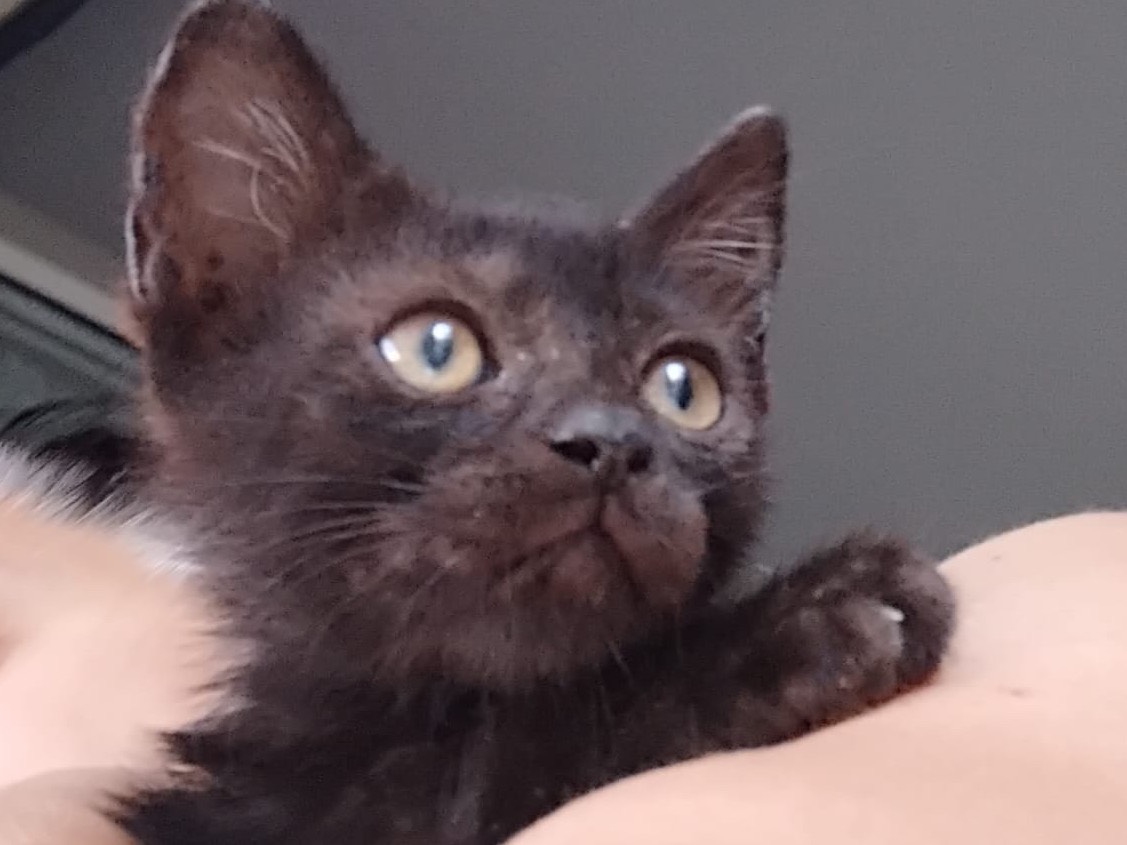 Adotta un gatto, taglia non valida, maschio, Enna