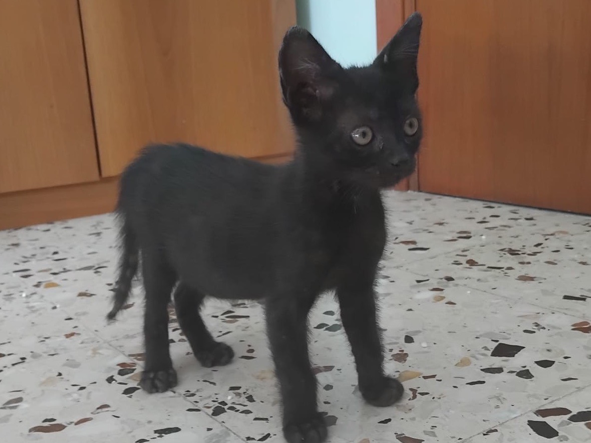 Adozione gatto, maschio, Razza sconosciuta Razza sconosciuta, 2 mesi, taglia non valida, Enna