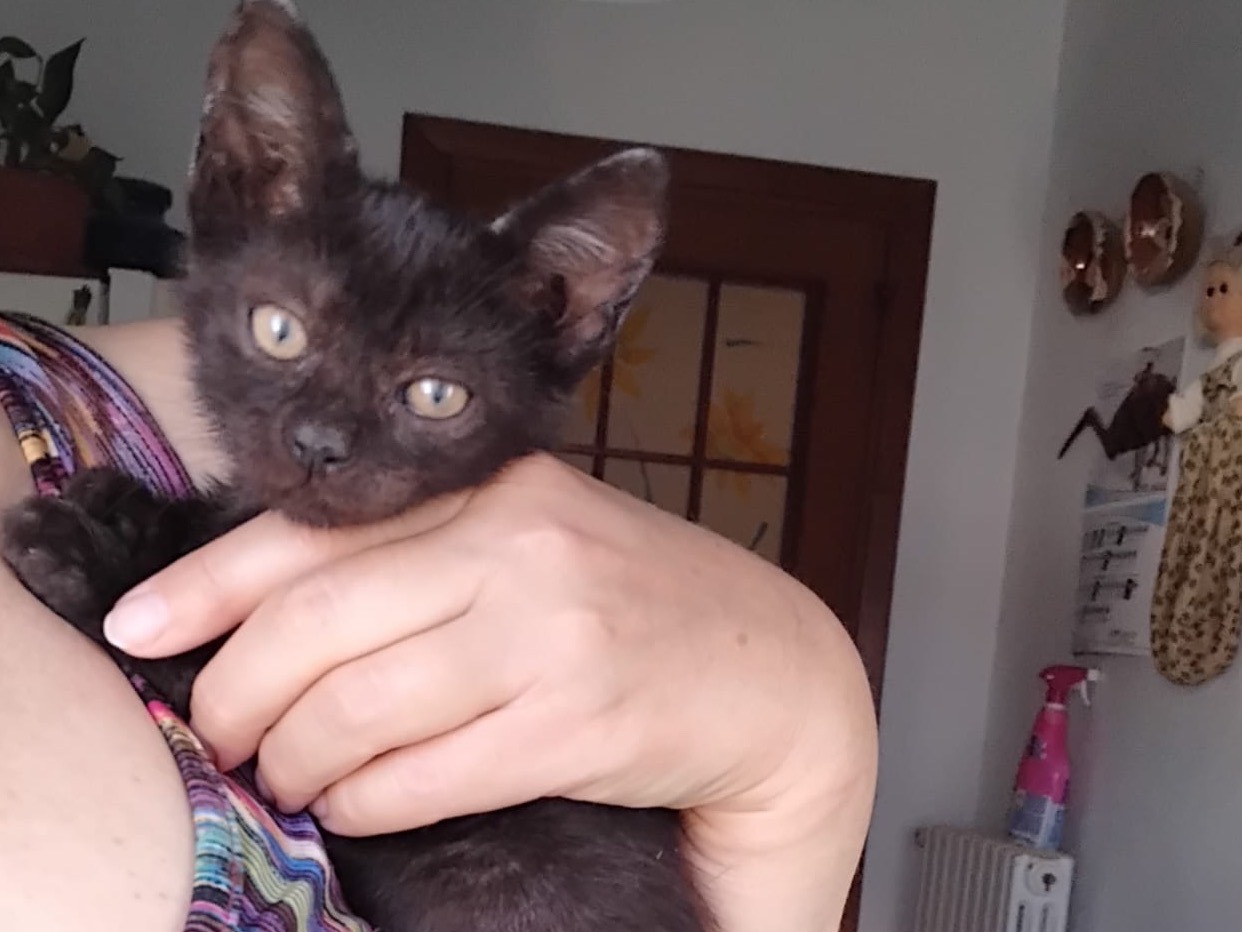 Adotta un gatto, maschio, 2 mesi, Enna
