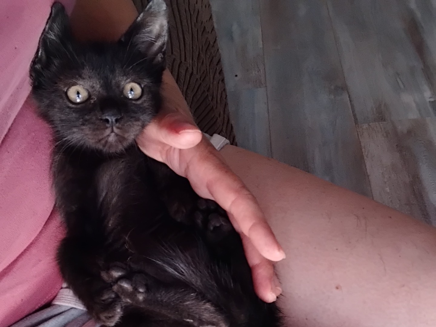 Vuoi adottare un gatto a Enna?