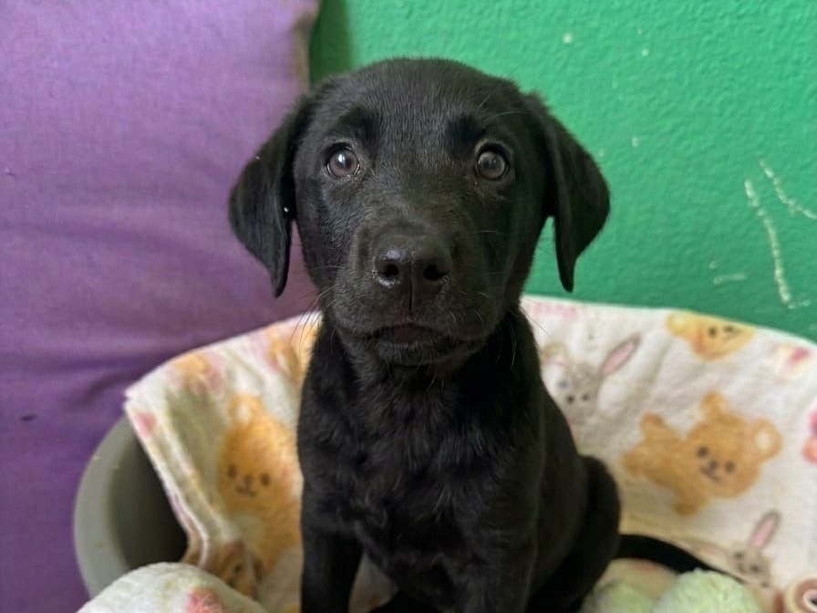 Adotta un cane, taglia media, femmina, Sud