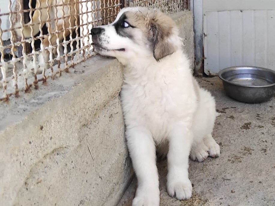 Adotta il cane IRINA a Enna