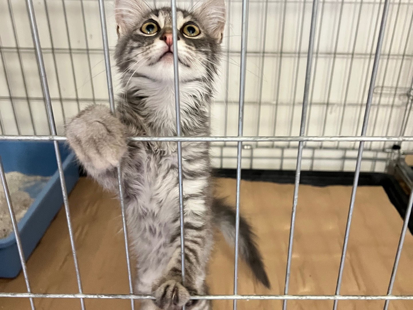 Adozione gatto, femmina, Razza sconosciuta Razza sconosciuta, 2 mesi, taglia non valida, Padova