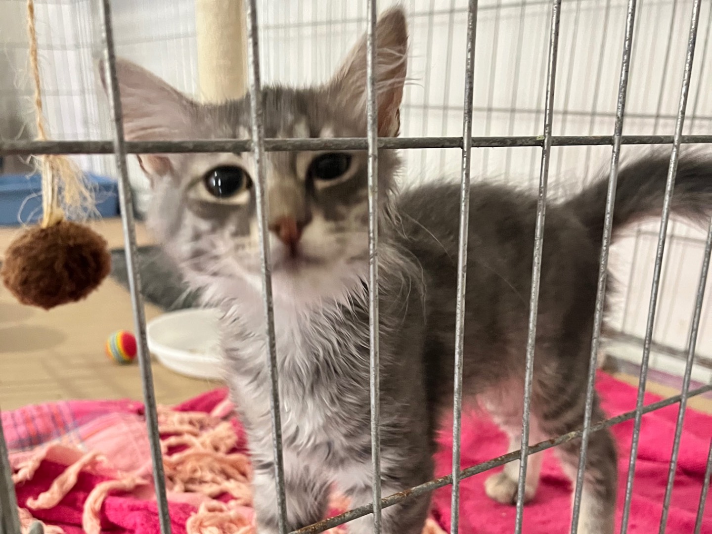 Adotta un gatto, femmina, 2 mesi, Padova