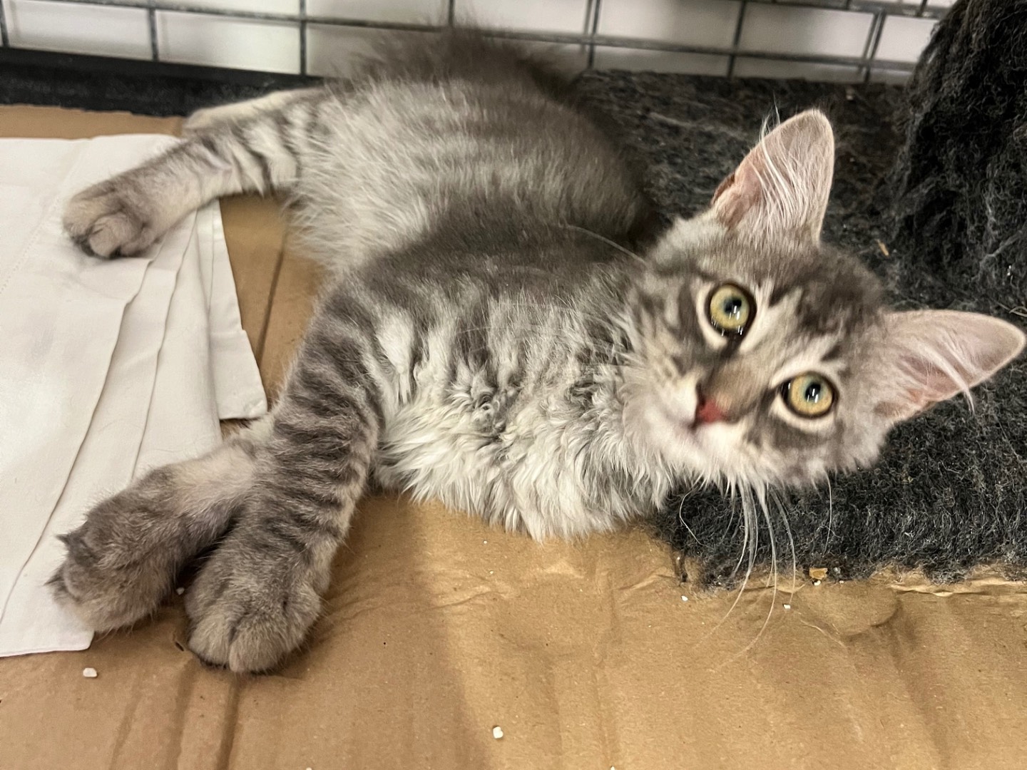 Adotta un gatto, taglia non valida, femmina, Padova