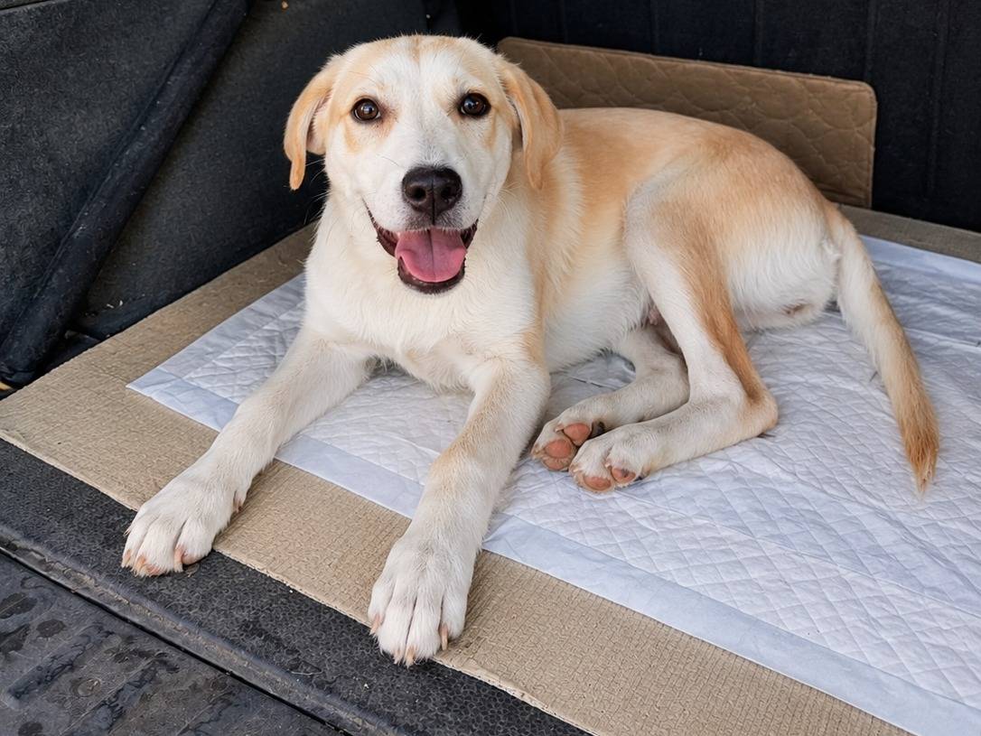 Adotta un cane, femmina, 4 mesi, Pavia