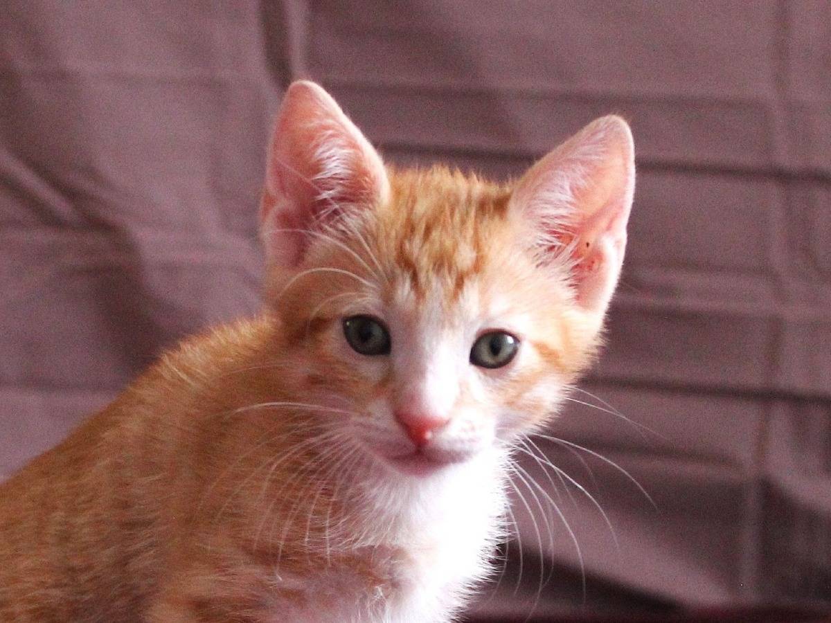 Adozione gatto, maschio, Razza sconosciuta Razza sconosciuta, 2 mesi, taglia non valida, Roma