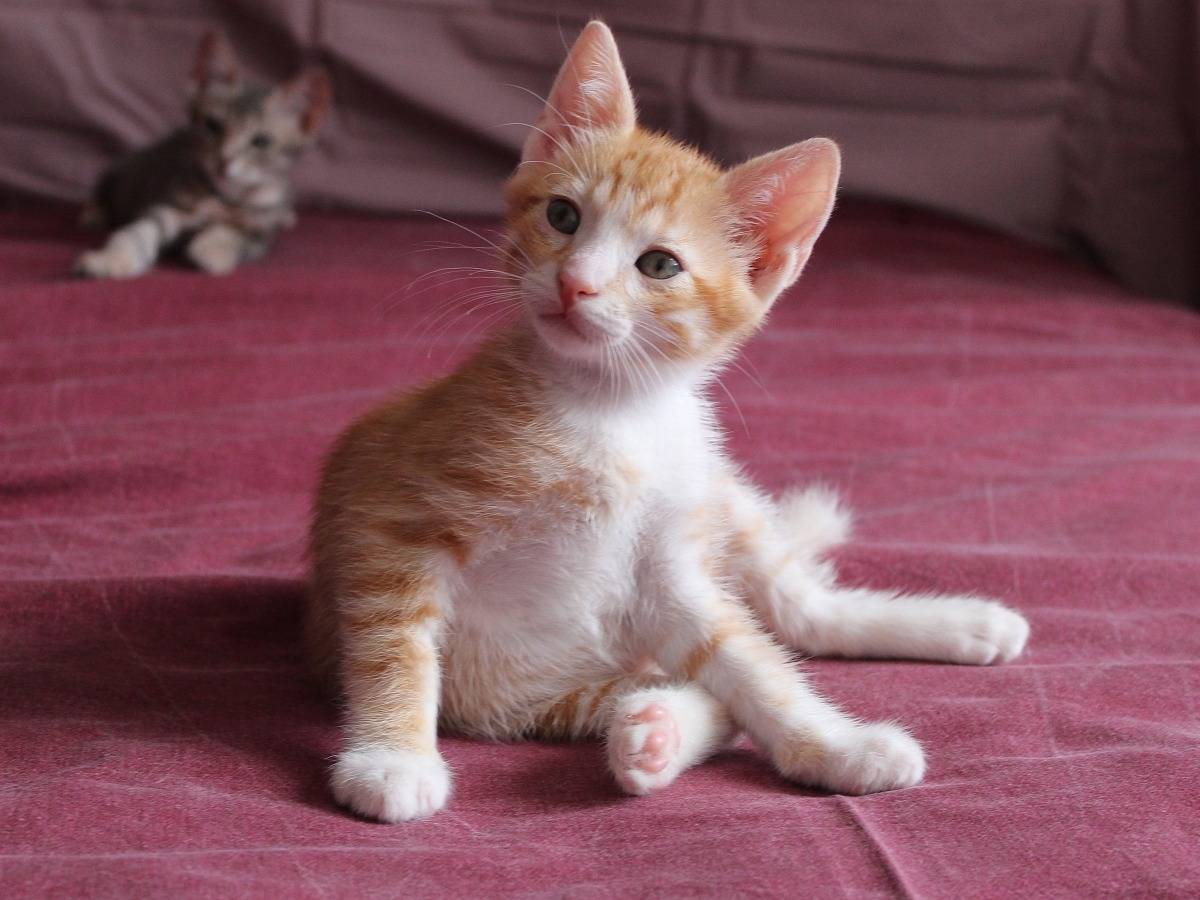 Adotta un gatto, maschio, 2 mesi, Roma