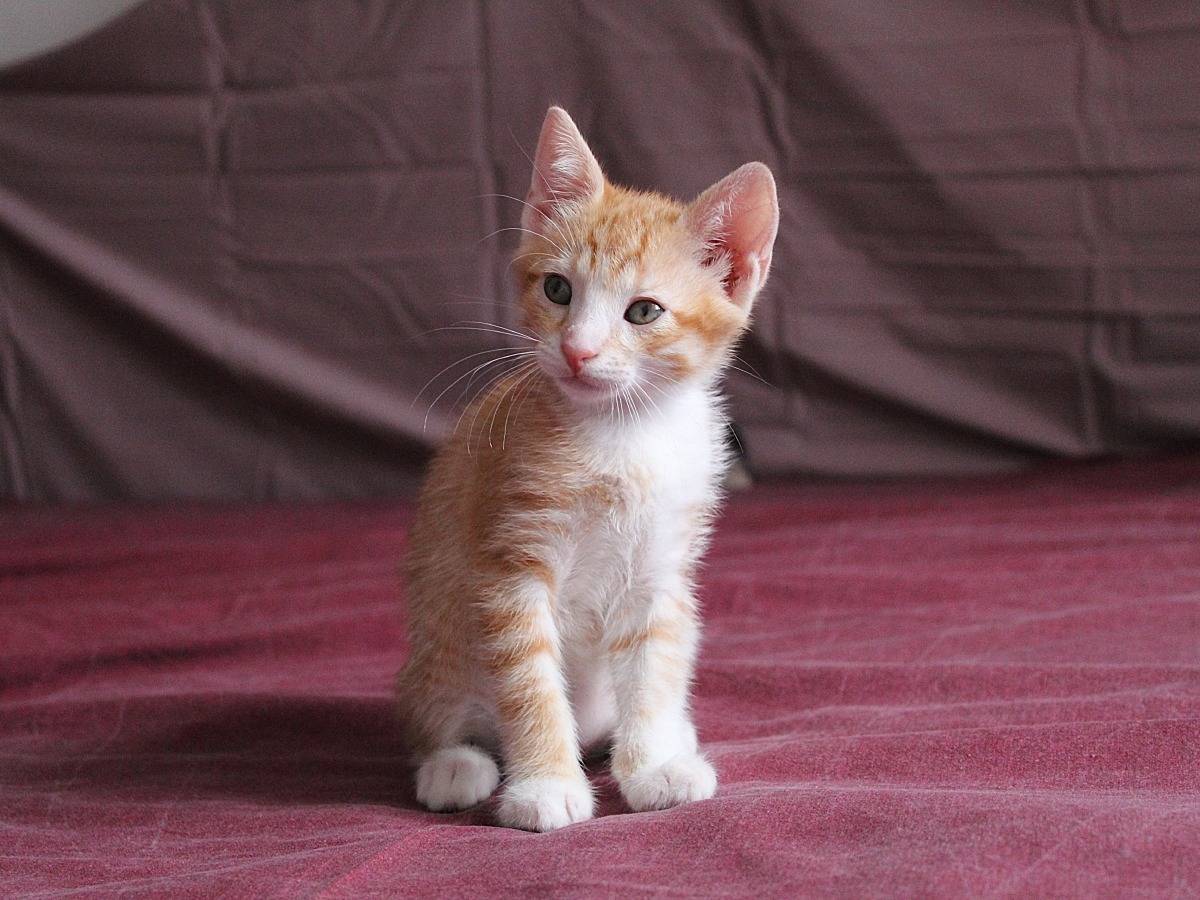 Adotta un gatto, taglia non valida, maschio, Roma