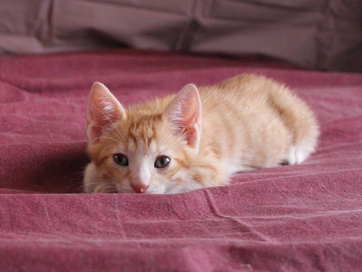 Vuoi adottare un gatto a Roma?