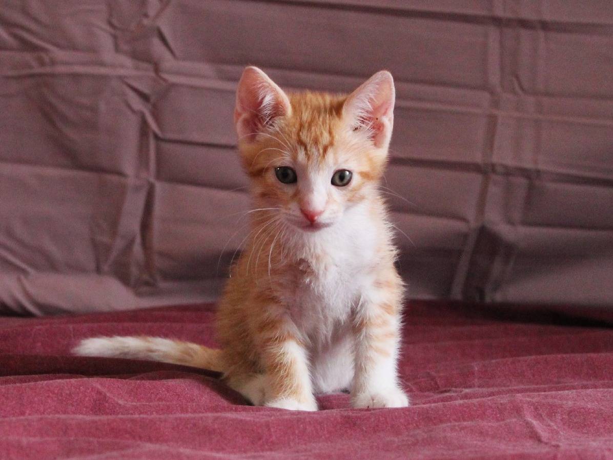 Adotta il gatto Matysse a Roma