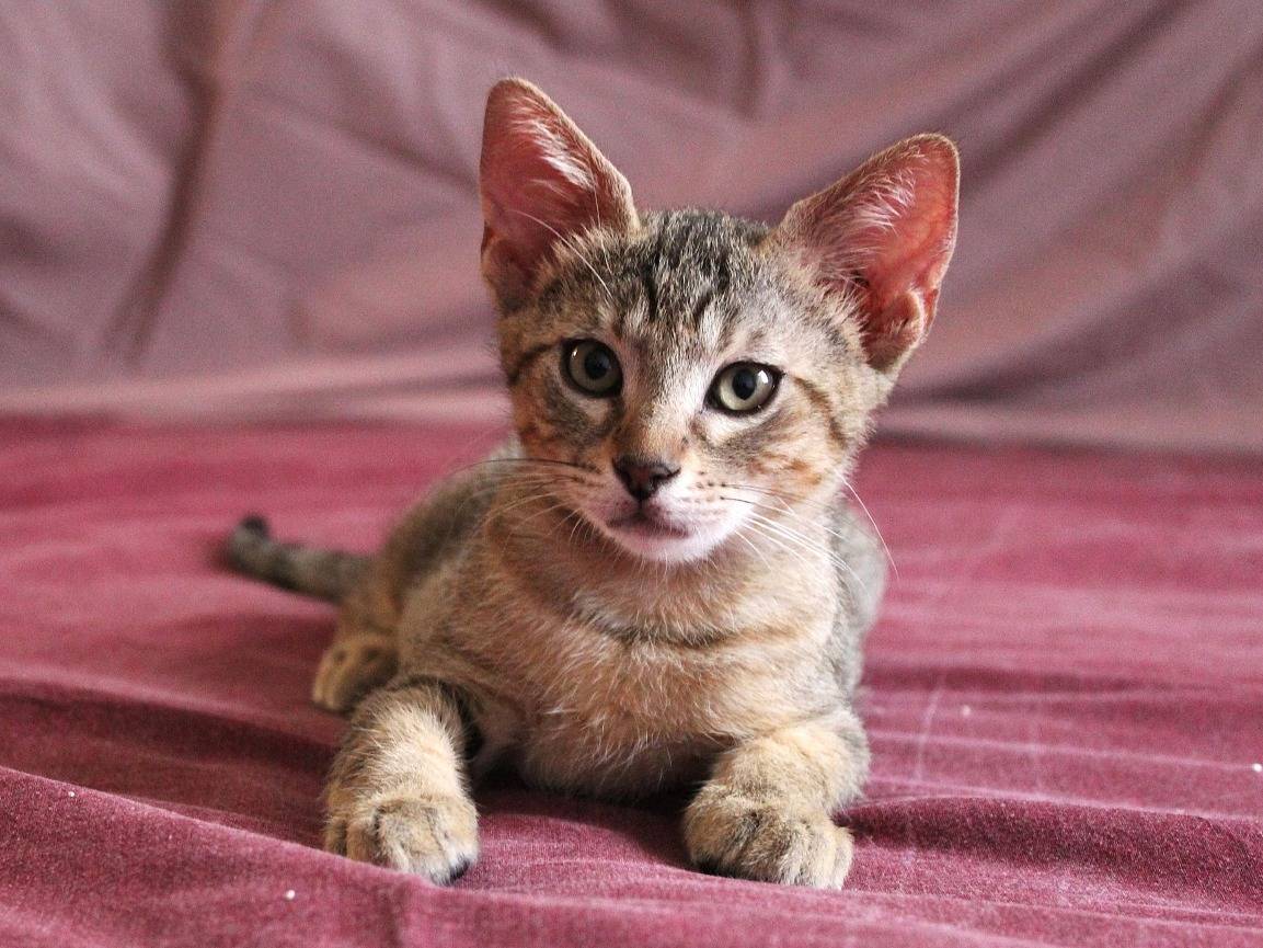 Adozione gatto, femmina, Razza sconosciuta Razza sconosciuta, 2 mesi, taglia non valida, Roma