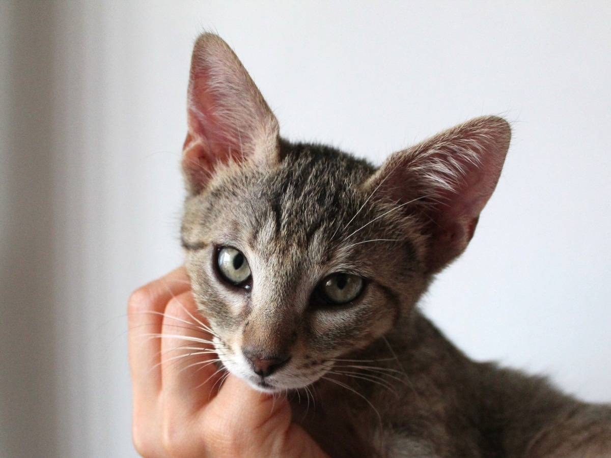 Adotta un gatto, taglia non valida, femmina, Roma