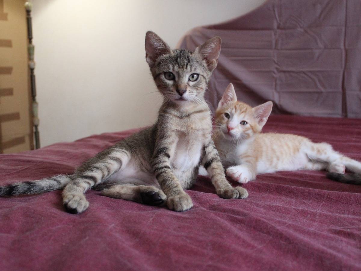 Vuoi adottare un gatto a Roma?