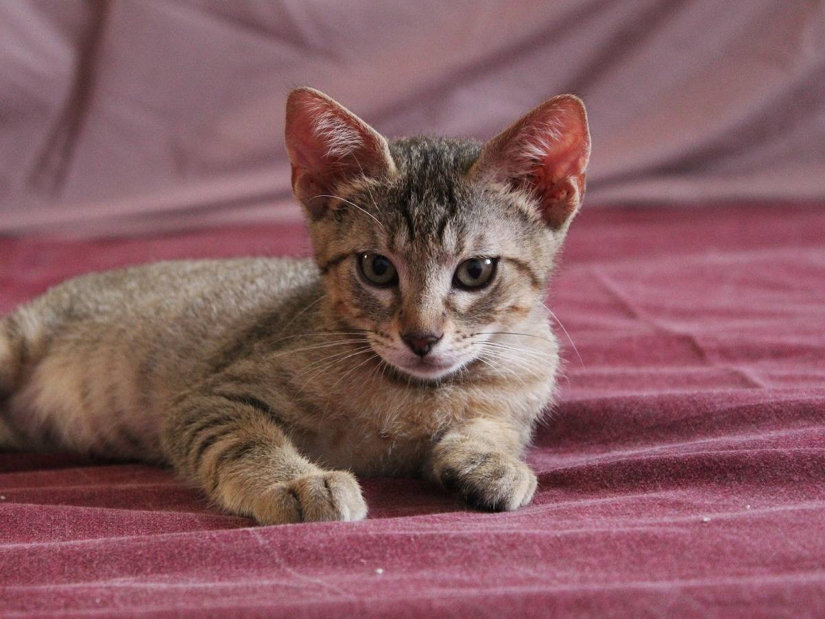 Adotta il gatto Magenta a Roma