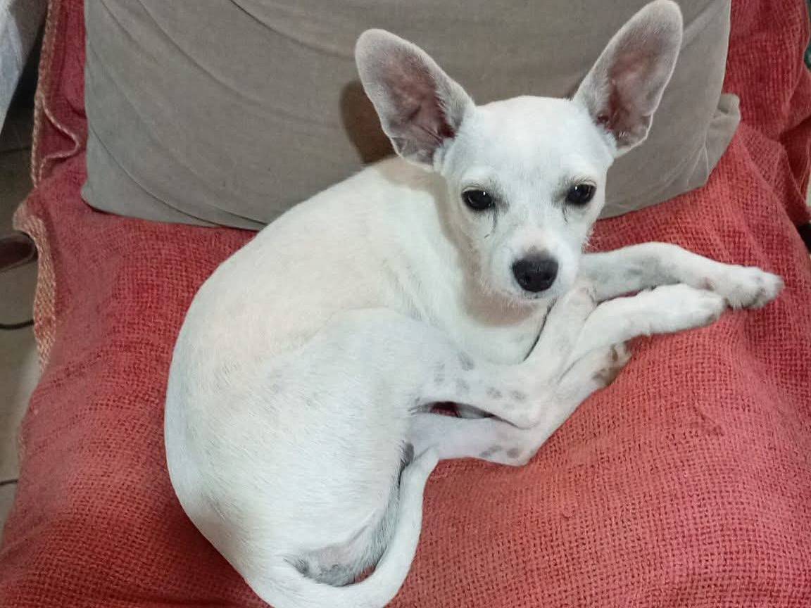 Adozione cane, maschio, Razza sconosciuta Razza sconosciuta, 6 mesi, taglia piccola, Cagliari