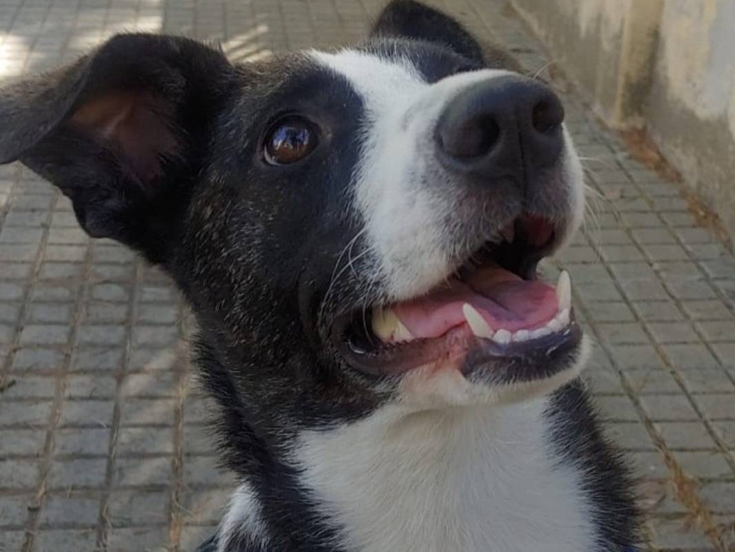 Adotta un cane, femmina, 3 anni e 1 mese, Nuoro