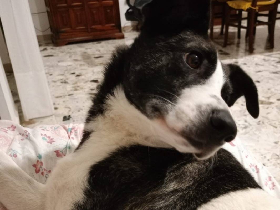 Adotta un cane, taglia media contenuta, femmina, Nuoro