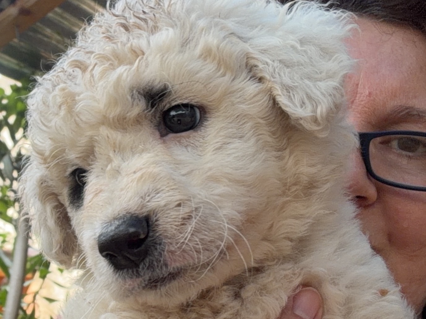 Adozione cane, maschio, Razza sconosciuta Razza sconosciuta, 3 mesi, taglia media, Catanzaro
