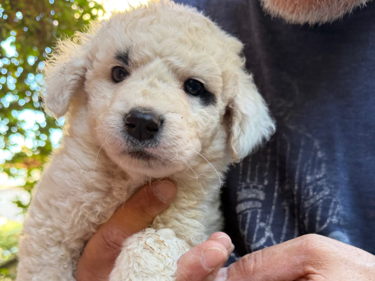Adotta un cane, maschio, 3 mesi, Catanzaro
