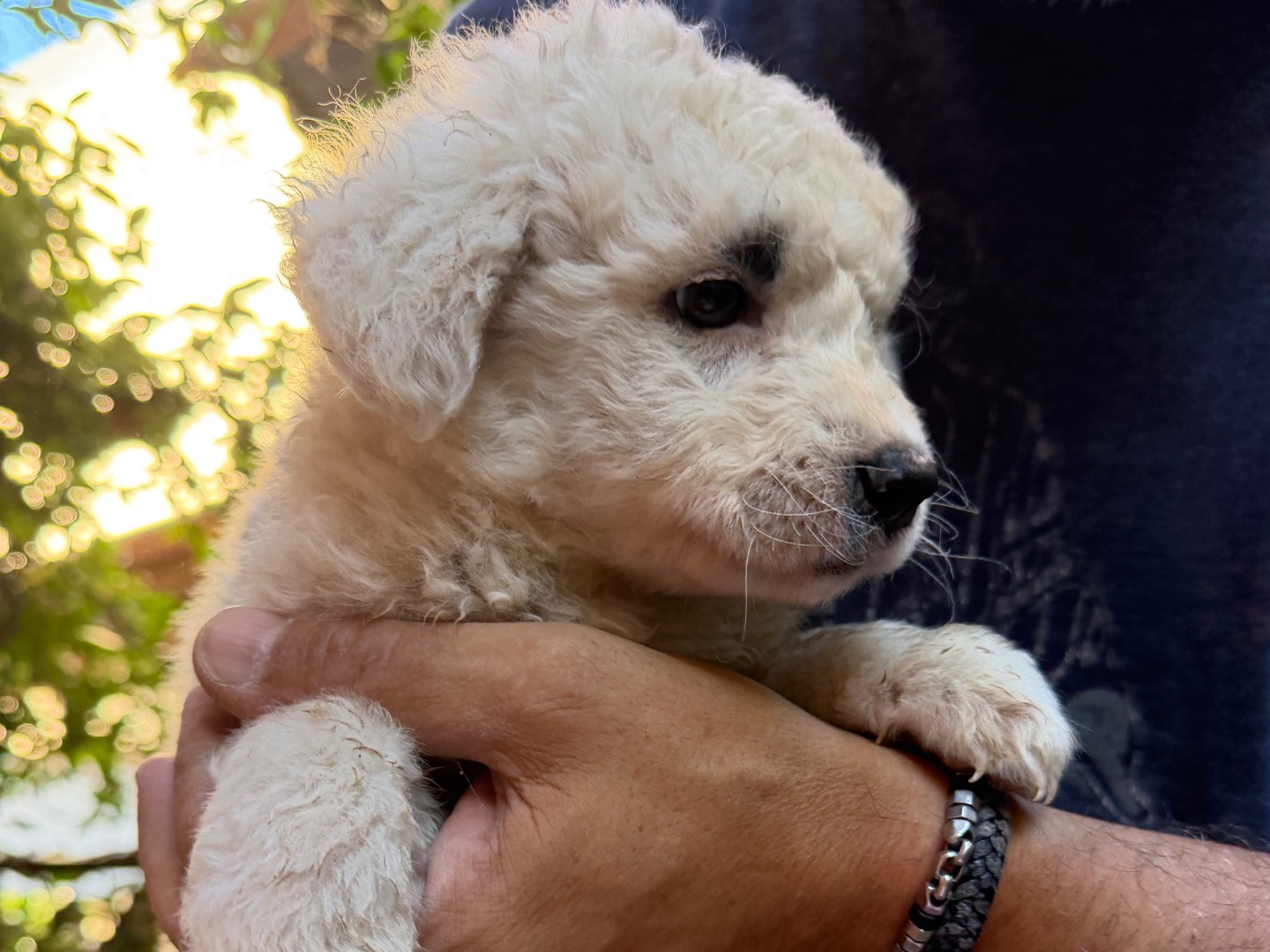 Vuoi adottare un cane a Catanzaro?