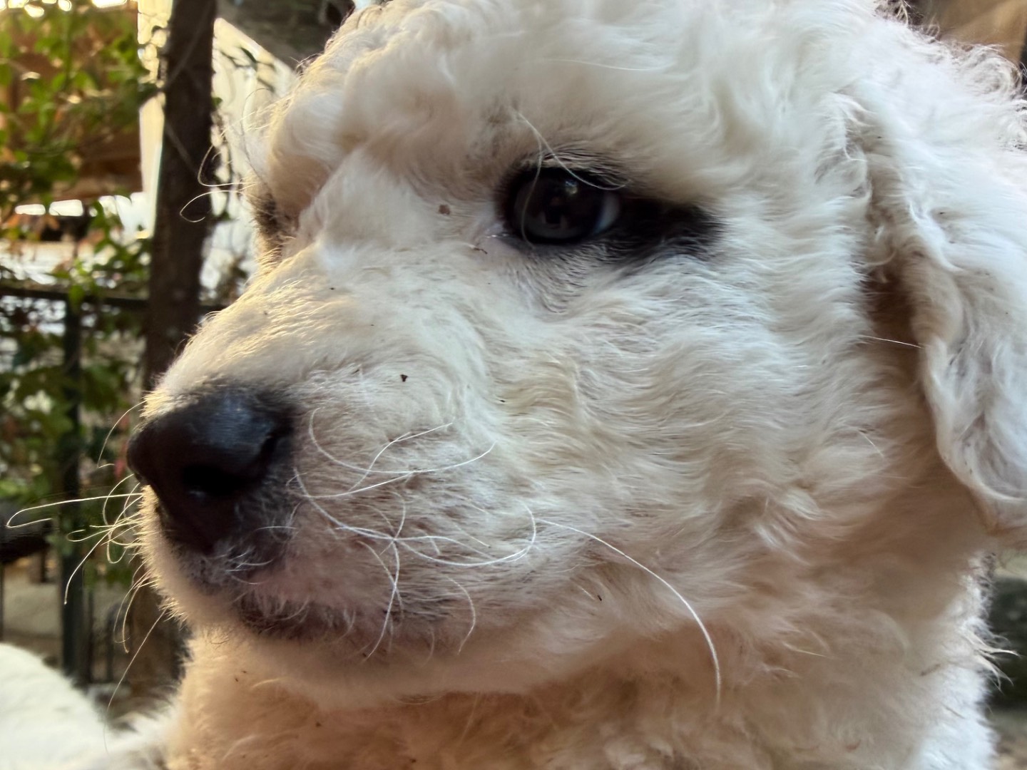 Adotta il cane Teddy a Catanzaro