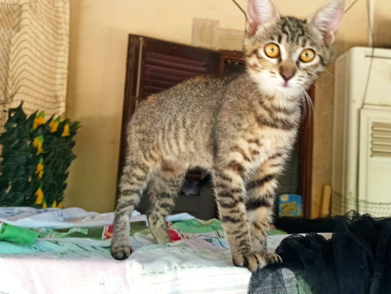 Adotta un gatto, femmina, 2 mesi, Crotone