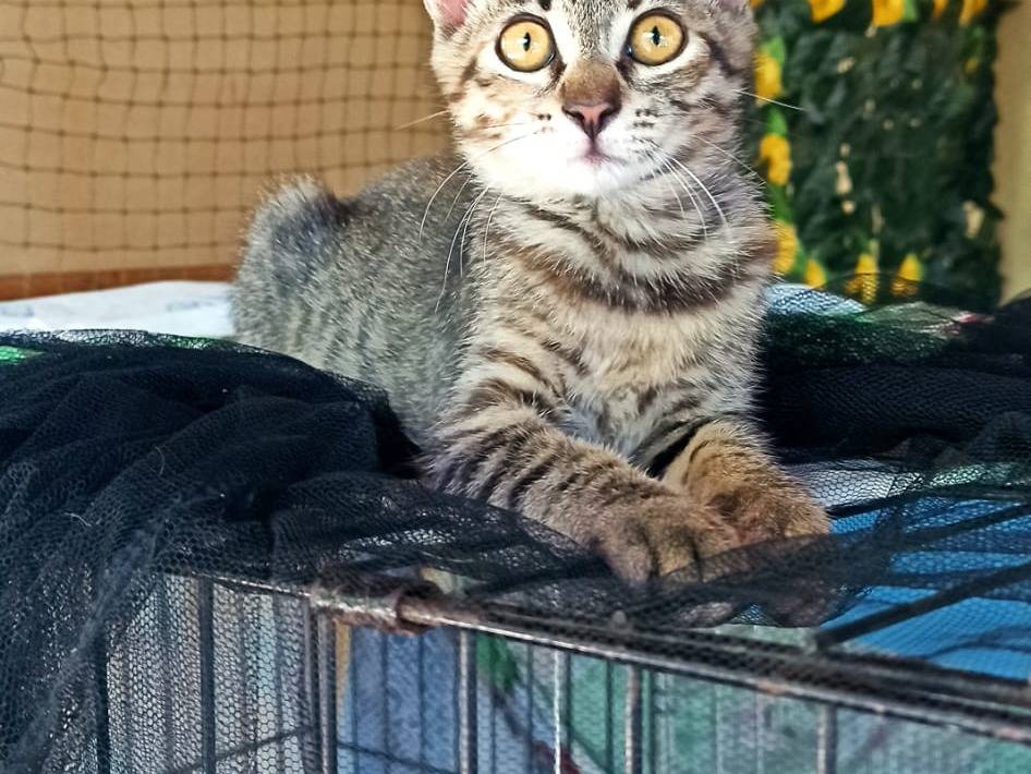 Adotta un gatto, taglia non valida, femmina, Crotone