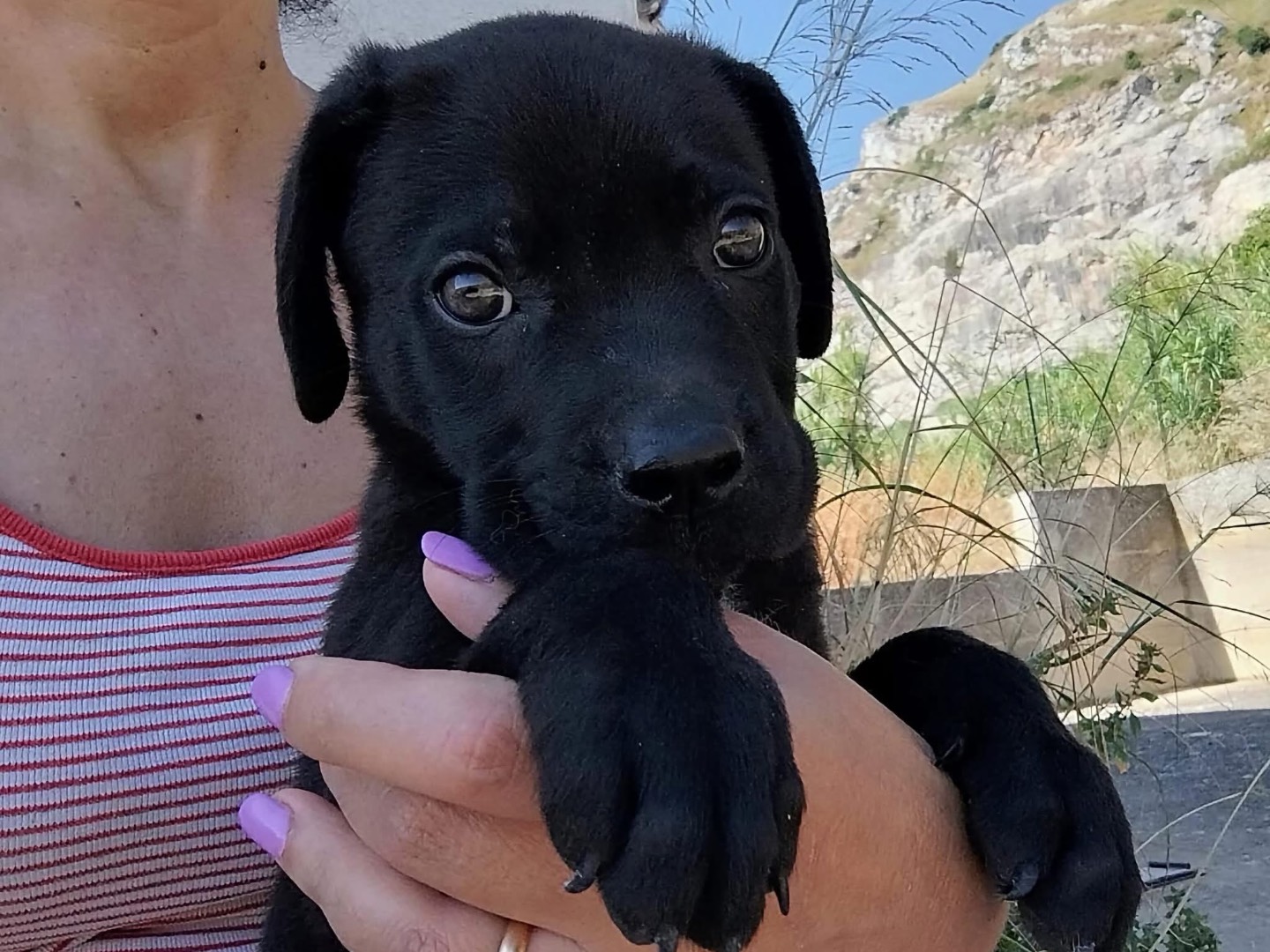 Adotta un cane, taglia grande, maschio, Trapani
