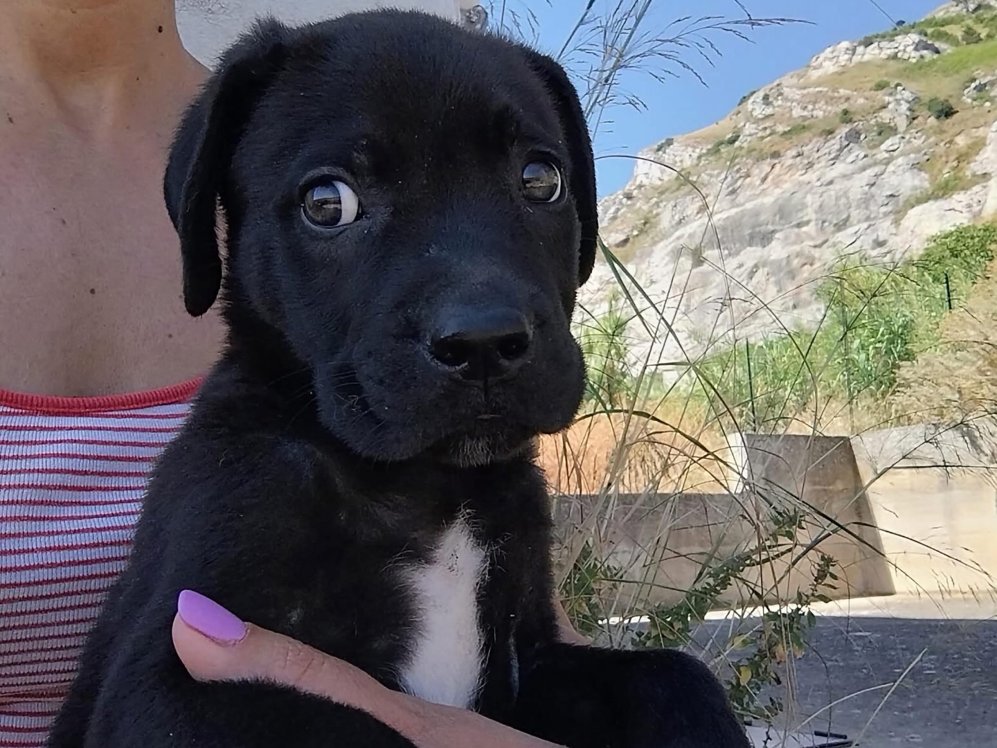Adotta un cane, maschio, 2 mesi, Trapani