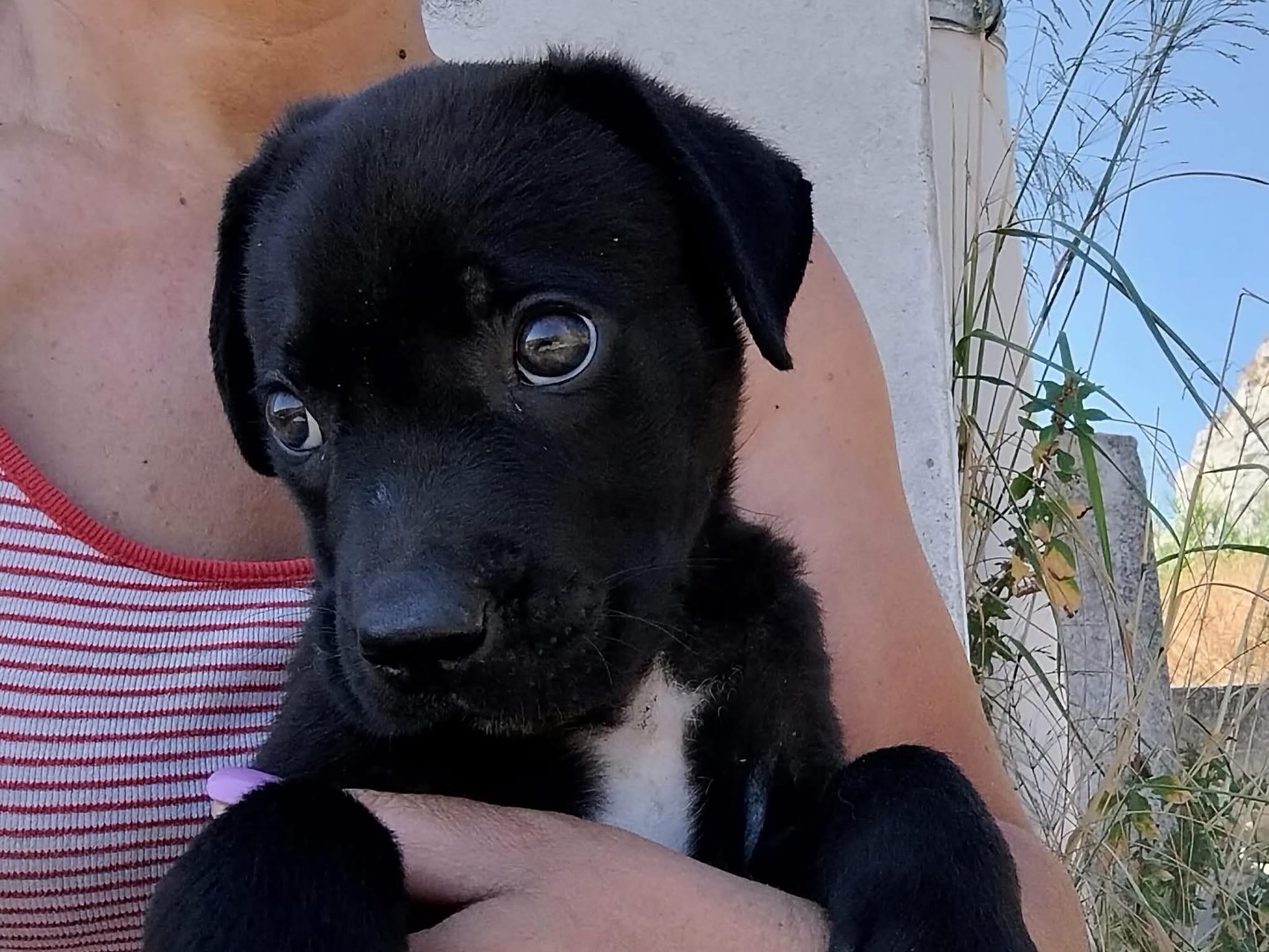 Vuoi adottare un cane a Trapani?