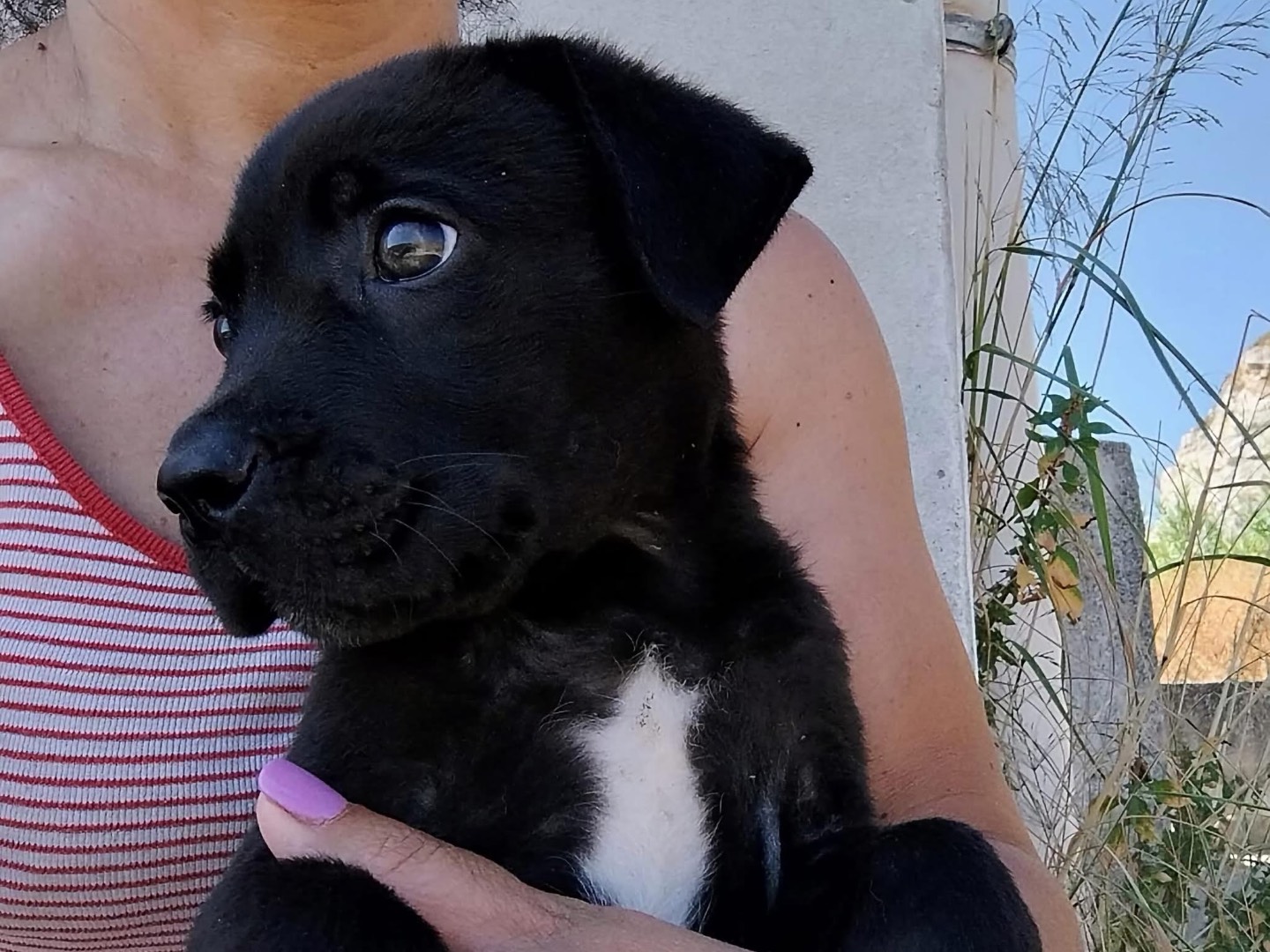 Adotta il cane Urano a Trapani