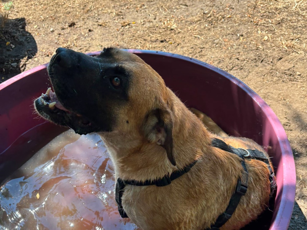 Adotta un cane, maschio, 4 anni e 2 mesi, Caserta