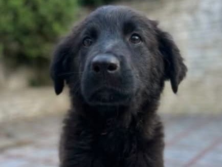 Vuoi adottare un cane a Trapani?